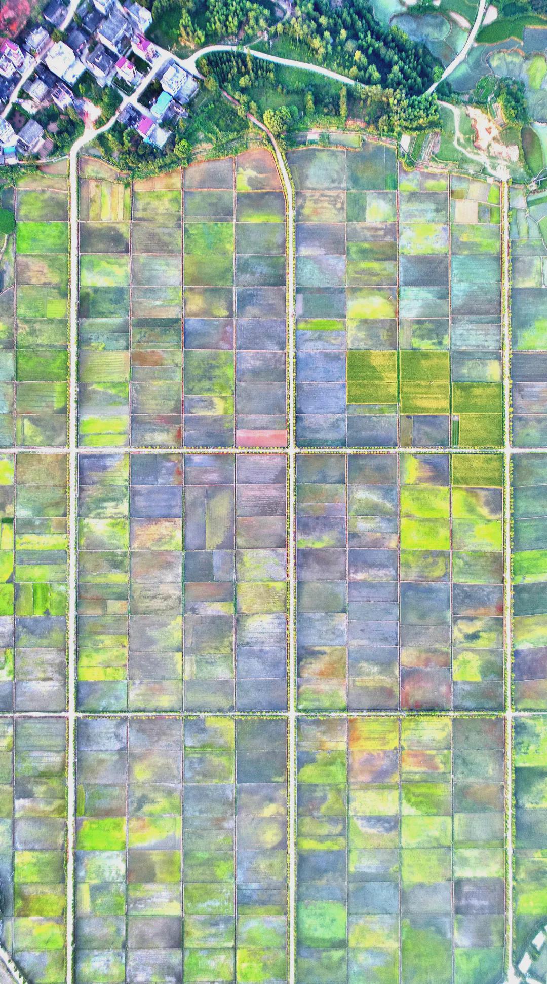 國慶長假，一起看看我們的田