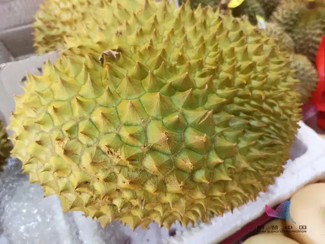 臭豆腐、螺螄粉、榴蓮…這些食物為什么那么臭？很多人還愛吃？