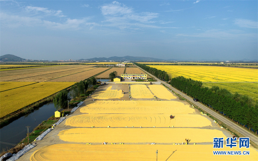 【&ldquo;飛閱&rdquo;中國(guó)】豐收的畫卷，真美！