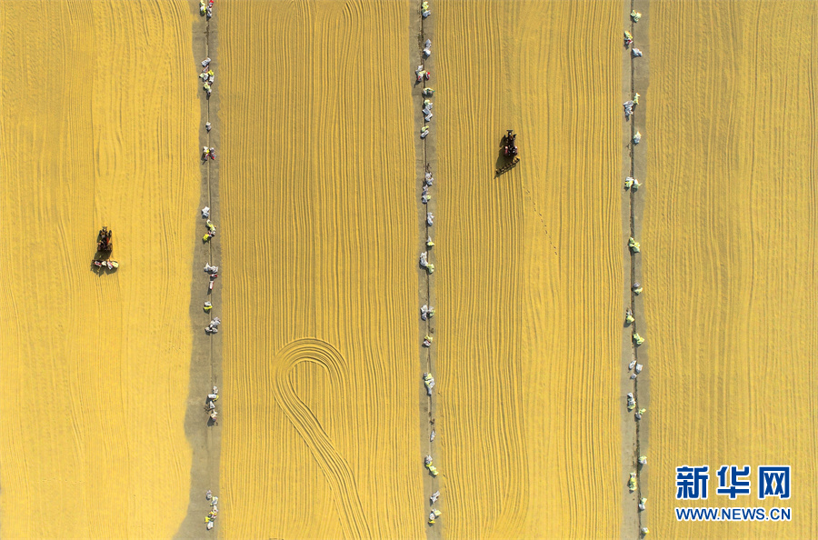 【&ldquo;飛閱&rdquo;中國(guó)】豐收的畫卷，真美！