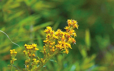 河南排查、處理數(shù)萬株“加拿大一枝黃花” 我省這種花還處萌芽期 不必恐慌