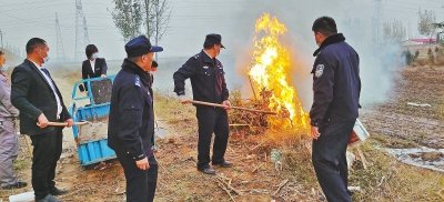 河南排查、處理數(shù)萬株“加拿大一枝黃花” 我省這種花還處萌芽期 不必恐慌