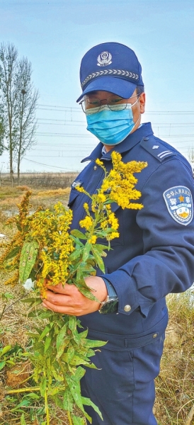 河南排查、處理數(shù)萬株“加拿大一枝黃花” 我省這種花還處萌芽期 不必恐慌