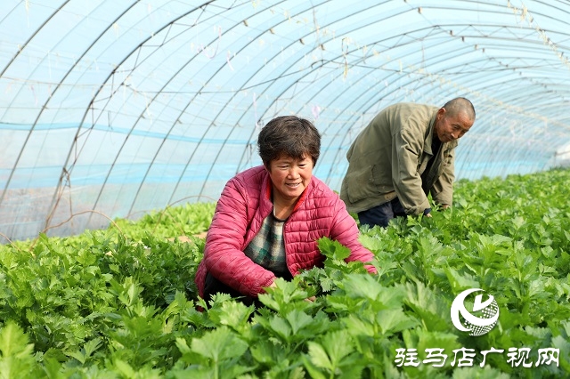 駐馬店驛城區(qū)：多產穩(wěn)增收 拓展致富路