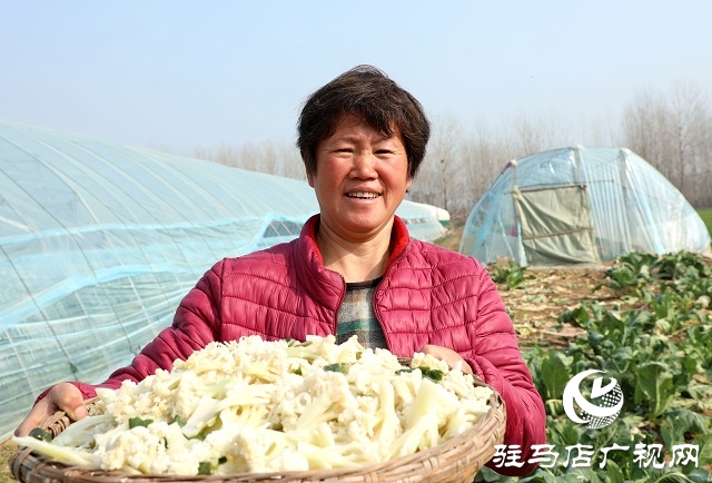 駐馬店驛城區(qū)：多產穩(wěn)增收 拓展致富路