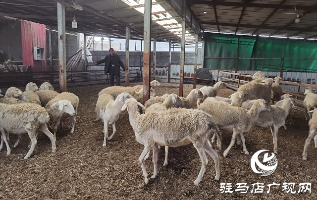 駐馬店驛城區(qū)：多產穩(wěn)增收 拓展致富路