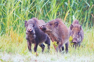 擬被“保護(hù)動物名錄”除名 “橫行無忌”的野豬可以捕殺了？