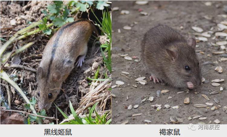 注意！西安出現(xiàn)多例出血熱患者