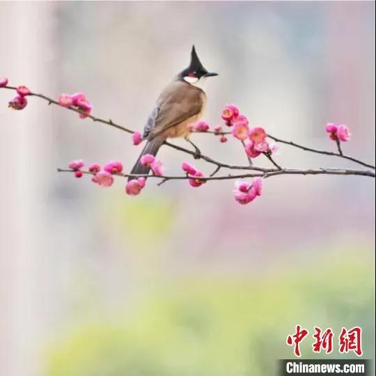 今日小寒丨綠蟻新醅酒，紅泥小火爐