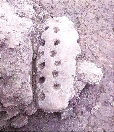 南陽發(fā)現(xiàn)遠古文明大量遺址遺跡的歷史定位及其時代價值探析