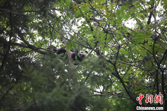 野化放歸大熊貓“小核桃”放歸三年后首次亮相