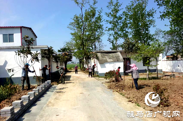 確山縣雙河鎮(zhèn):凝心聚力 強力開展農村人居環(huán)境整治工作