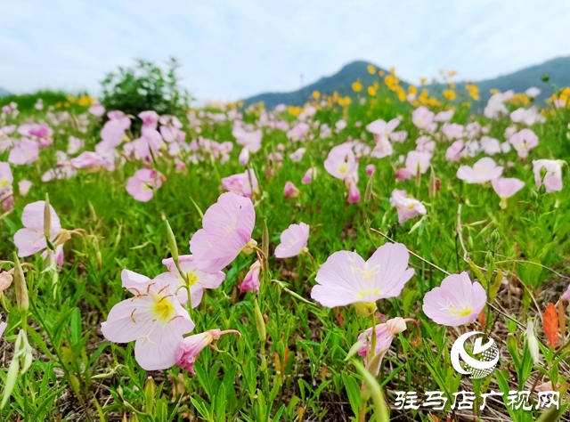 駐馬店老樂山風景區(qū)：五月游花海 美景惹人醉