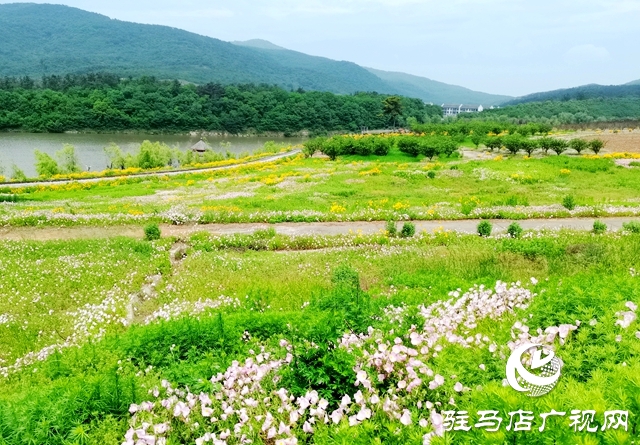駐馬店老樂山風景區(qū)：五月游花海 美景惹人醉