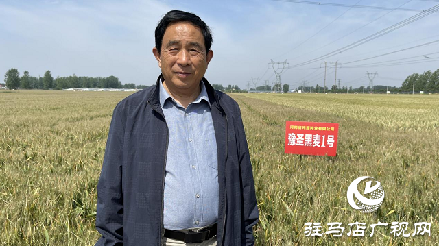 噸源種業(yè)黑色小麥觀摩會(huì)成功召開(kāi)