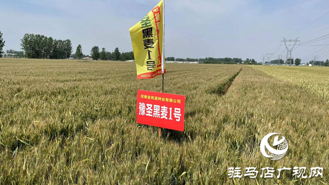 噸源種業(yè)黑色小麥觀摩會(huì)成功召開(kāi)
