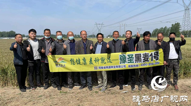噸源種業(yè)黑色小麥觀摩會(huì)成功召開(kāi)