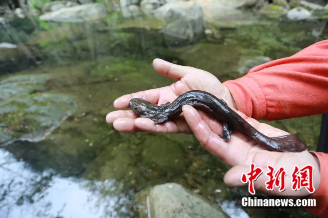 東西問丨李振基：保護(hù)生物多樣性，中國虞衡制度告訴了我們什么？