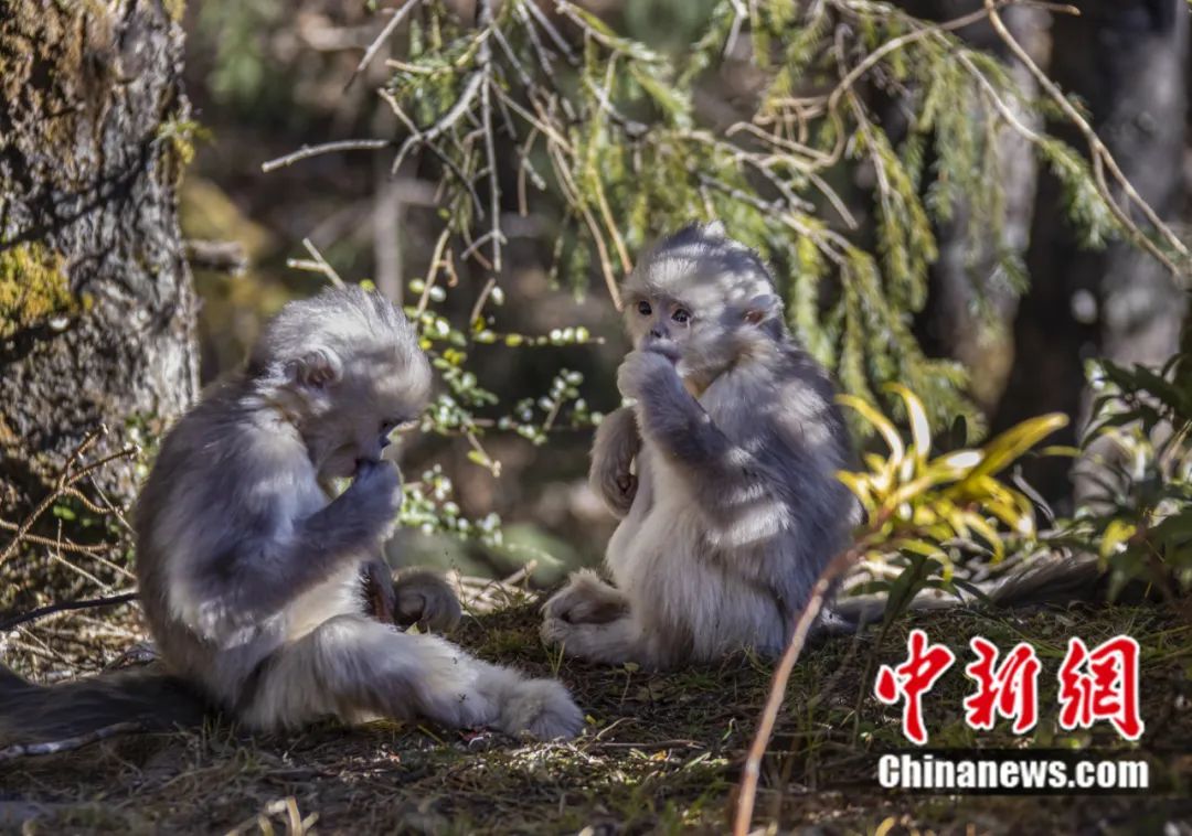 東西問丨李振基：保護(hù)生物多樣性，中國虞衡制度告訴了我們什么？