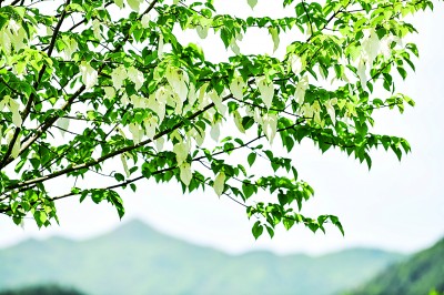 保護(hù)野生植物，國家植物園只是一個(gè)新開始