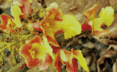 保護(hù)野生植物，國家植物園只是一個(gè)新開始