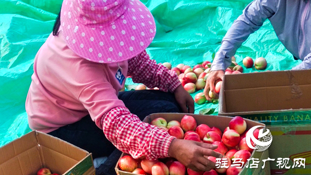 泌陽(yáng)縣黃山口鄉(xiāng)：崗上油桃紅似火，幸福生活比蜜甜