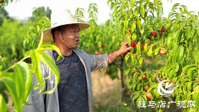 泌陽(yáng)縣黃山口鄉(xiāng)：崗上油桃紅似火，幸福生活比蜜甜