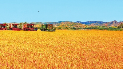 全省小麥大規(guī)模機收基本結束