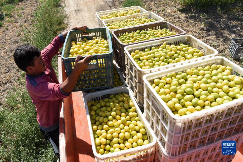 情滿(mǎn)天山處處春——沿著總書(shū)記的足跡之新疆篇