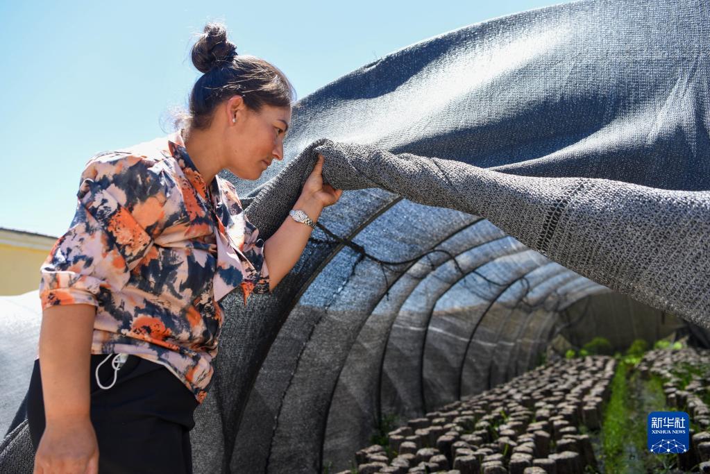 情滿(mǎn)天山處處春——沿著總書(shū)記的足跡之新疆篇