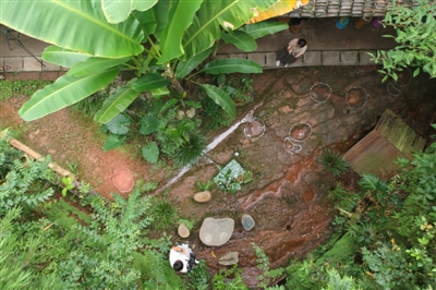 樂山一餐廳現(xiàn)恐龍足跡？專家考察認(rèn)定系雷龍足跡