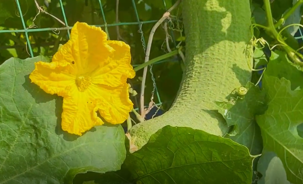 處暑話農(nóng)耕：處暑至 秋意涼 準備好和夏天說再見了嗎？