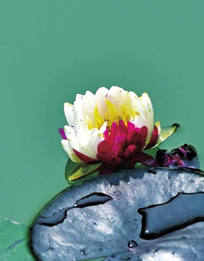 雙色睡蓮你見(jiàn)過(guò)沒(méi)？汝南縣荷花培育基地的“寶貝”盛開(kāi)啦