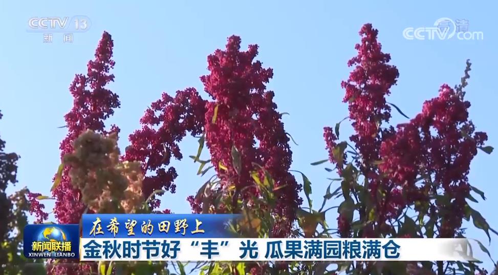 【在希望的田野上】金秋時(shí)節(jié)好“豐”光 瓜果滿園糧滿倉(cāng)