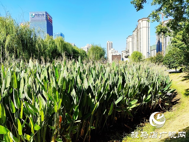 駐馬店:一葉知秋 彩葉觀賞正當(dāng)時(shí)