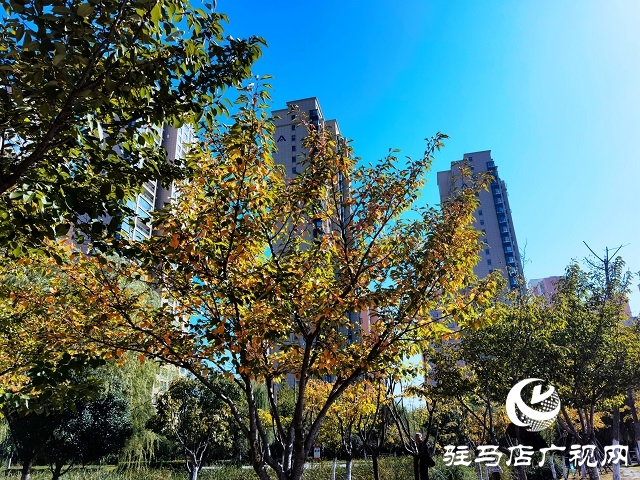 駐馬店:一葉知秋 彩葉觀賞正當(dāng)時(shí)