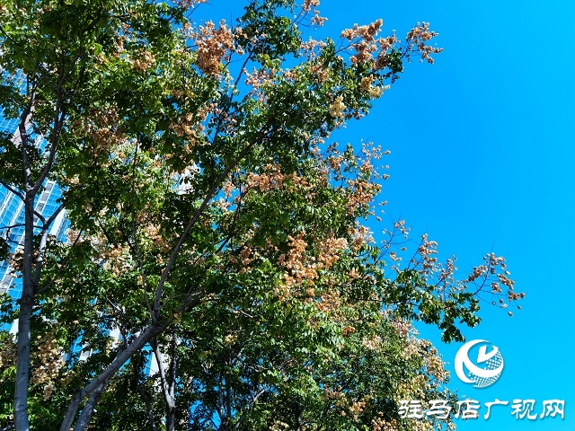 駐馬店:一葉知秋 彩葉觀賞正當(dāng)時(shí)