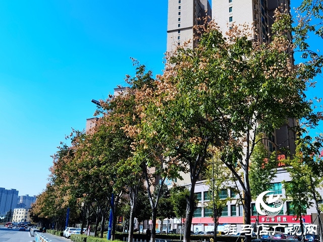 駐馬店:一葉知秋 彩葉觀賞正當(dāng)時(shí)