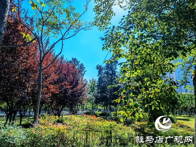 駐馬店:一葉知秋 彩葉觀賞正當(dāng)時(shí)