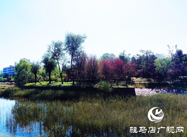 駐馬店:一葉知秋 彩葉觀賞正當(dāng)時(shí)