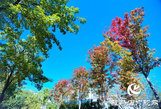 駐馬店:一葉知秋 彩葉觀賞正當(dāng)時(shí)