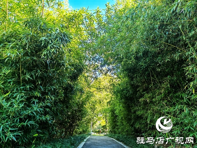 駐馬店:一葉知秋 彩葉觀賞正當(dāng)時(shí)