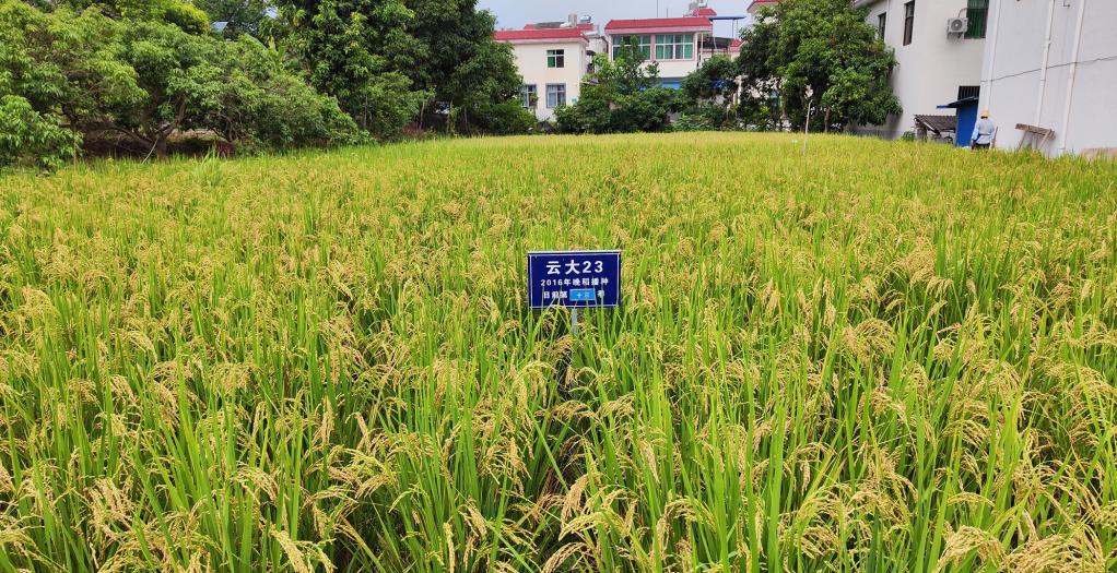 黑稻、多年生稻、巨型稻……奇妙水稻知多少？