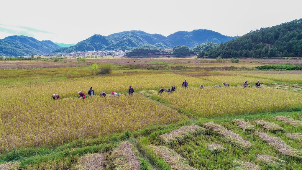 黑稻、多年生稻、巨型稻……奇妙水稻知多少？