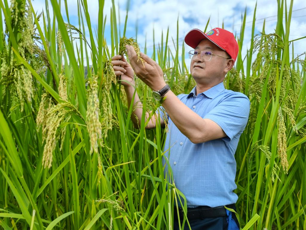 黑稻、多年生稻、巨型稻……奇妙水稻知多少？