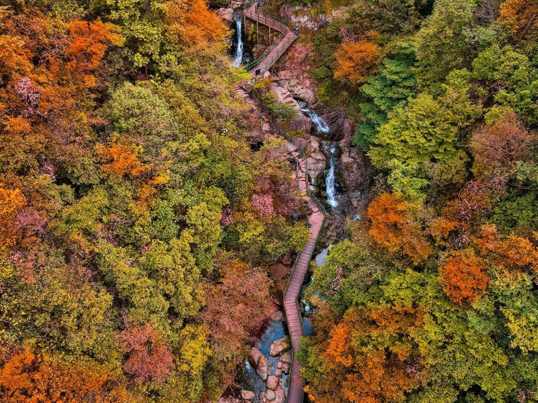 西九華山秋景醉人——紅葉碧竹映射“醉美”深秋！