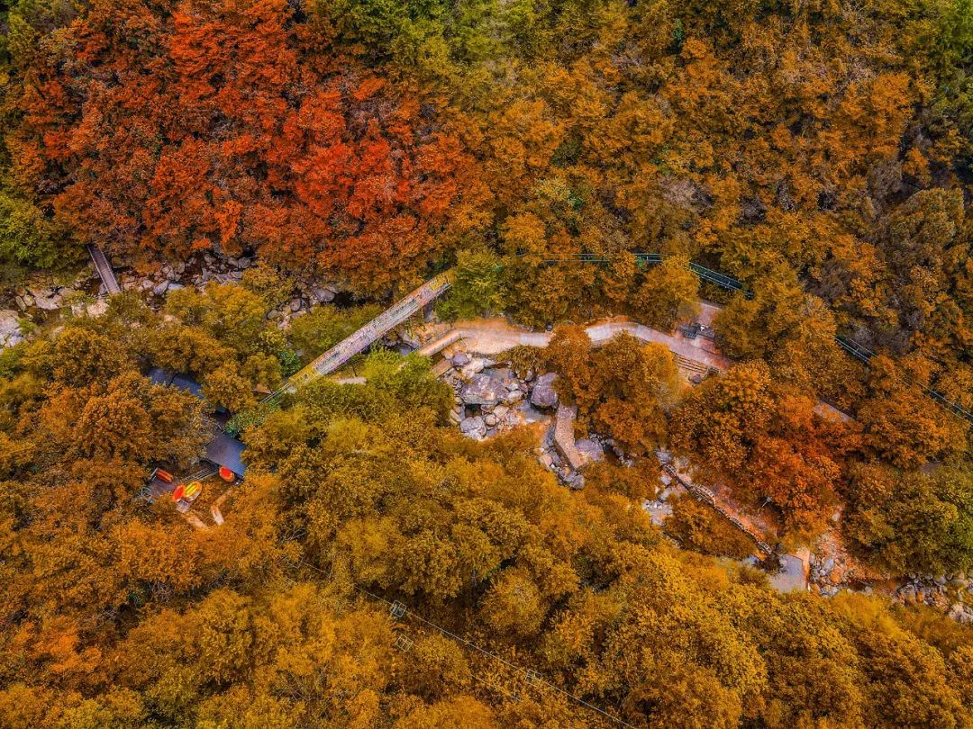 西九華山秋景醉人——紅葉碧竹映射“醉美”深秋！