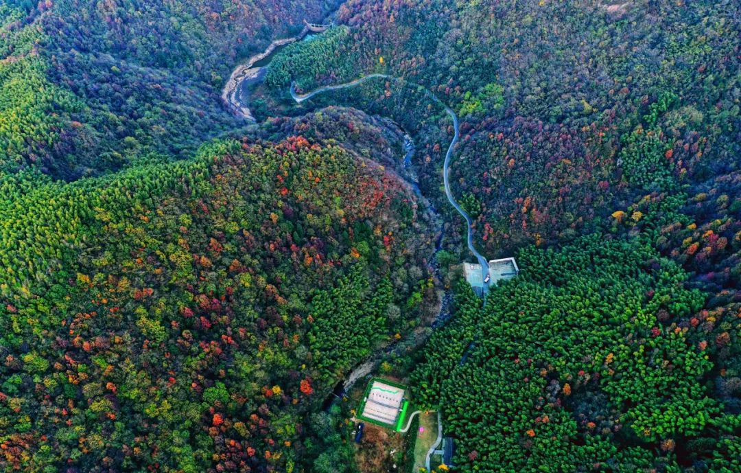 西九華山秋景醉人——紅葉碧竹映射“醉美”深秋！