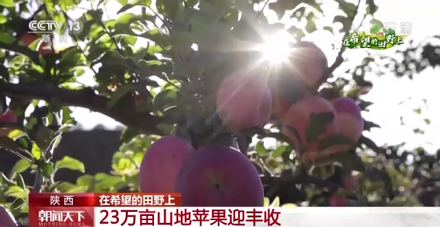 “三秋”生產(chǎn)關(guān)鍵期，各地加速推進(jìn)秋收工作
