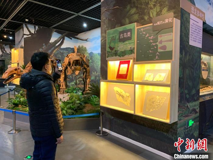 國寶級(jí)古生物化石亮相遼博 還原中生代生活場景